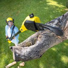 Best Organic Lawn Care Solutions  in Nags Head, NC