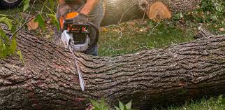 Best Emergency Tree Removal  in Nags Head, NC