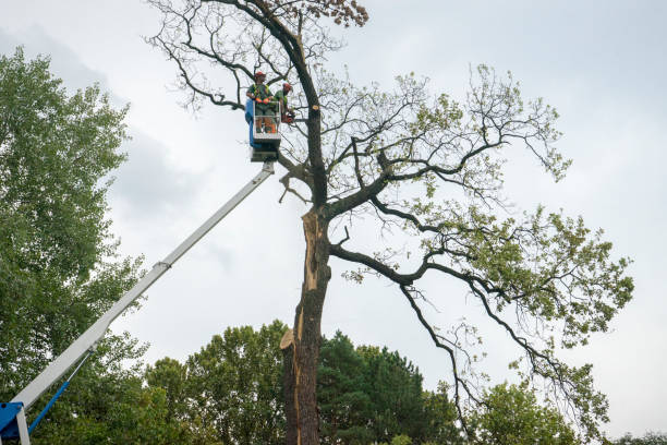 How Our Tree Care Process Works  in  Nags Head, NC