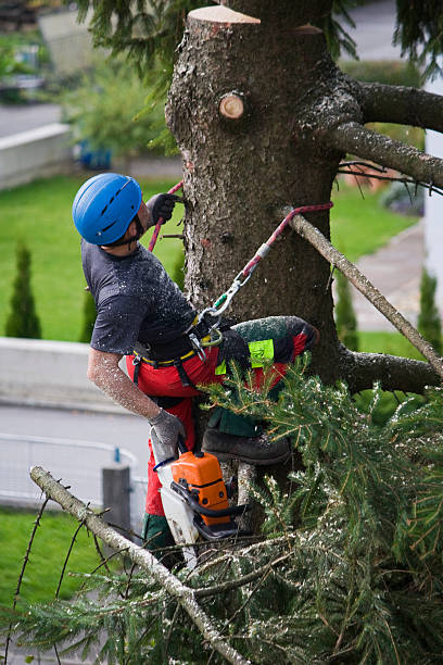 Best Fruit Tree Pruning  in Nags Head, NC