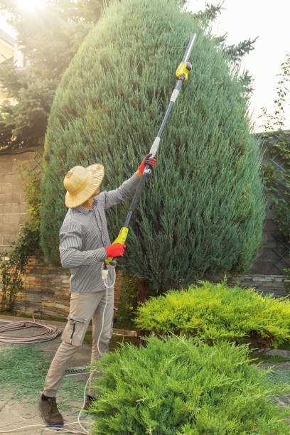 Best Storm Damage Tree Cleanup  in Nags Head, NC