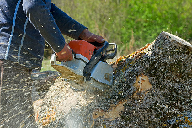 Best Tree Removal  in Nags Head, NC